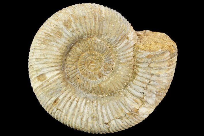 Perisphinctes Ammonite - Jurassic #108703